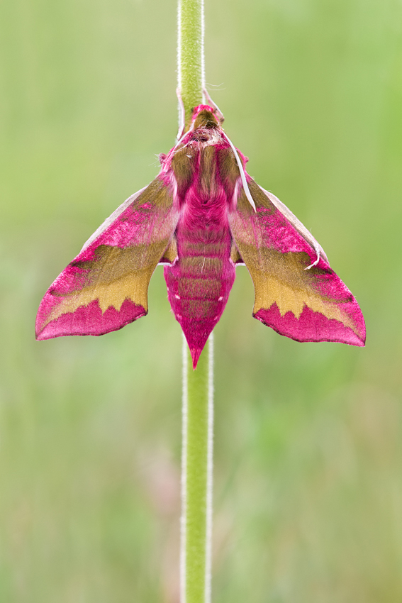 Small Elephant Hawkmoth 3